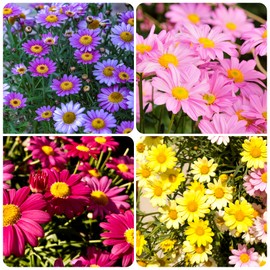 1100+ Pyrethrum Tanacetum Chrysanthemum Flower Seed for Planting Home Garden