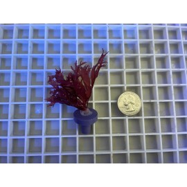 Dragon’s Breath Red Macro Algae Saltwater Marine Refugium Reef Tank Plant