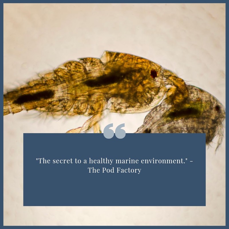 The Pod Factory - Copepod Hotel Motel, 3D Printed (White)