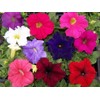 CEMEHA SEEDS - Petunia Unicum F1 Mix Indoor Annual Flowers
