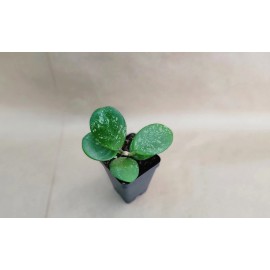 Hoya Obovata Live Plant | 3-Inch Pot | Succulent, Low Maintenance, Easy Care