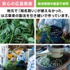 Hiroshima Prefecture Hub Tea Made in Japan, Traditional Hand-Picked Hub