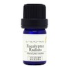 Eucalyptus Radiata < 30ml > Essential Oil / Essential Oil