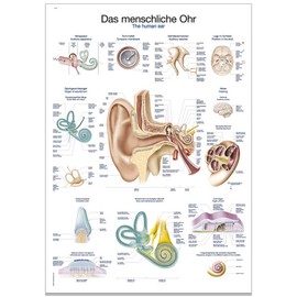 Erler Zimmer Anatomical Chart The Human Ear Teaching Aid 2 Sizes 50 cm x 70 cm