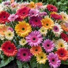100+ Gerbera Seeds: Mix of Pink, Yellow, More for Long-Lasting