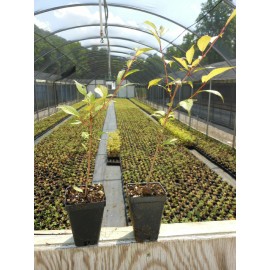 Tree 3 Pack of Okame Cherry Trees 6-12' in 3" pots