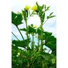 Frontier Seeds Hill Country Red Okra Seeds NON-GMO Heirloom Open