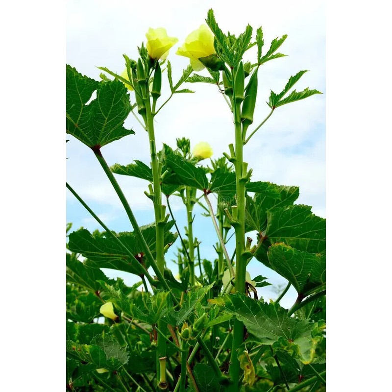 Frontier Seeds Hill Country Red Okra Seeds NON-GMO Heirloom Open