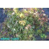 House of Bonsai Dwarf Japanese Green Maple 'Sharp's Pygmy' Pre-Bonsai