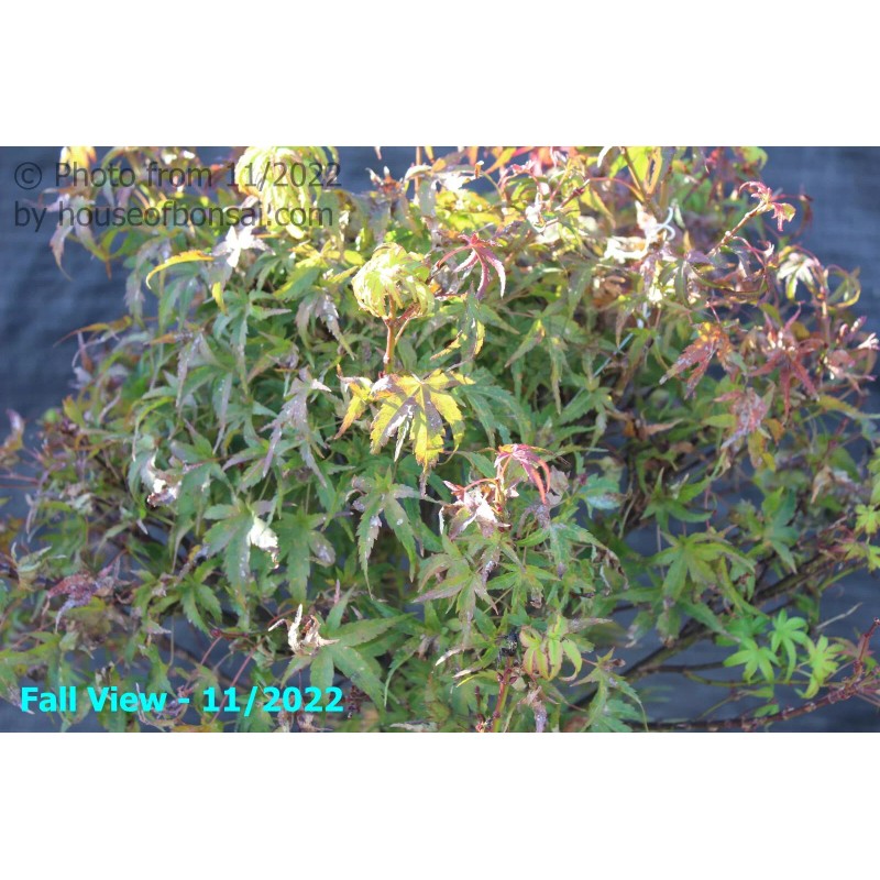 House of Bonsai Dwarf Japanese Green Maple 'Sharp's Pygmy' Pre-Bonsai