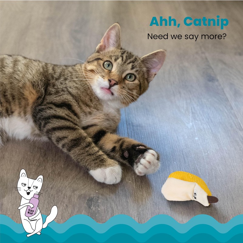 Catstages Petstages Dental Banana Catnip Cat Chew Toy