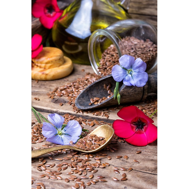 Purple Blue Linen Flax Flower 2000+ Seeds | Blue/Purple Linseed