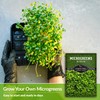 2 Packs Alfalfa Microgreens Seeds for Sprouting and Growing -