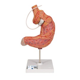3B Scientific Human Anatomy - Stomach Band Model + Free Anatomy App - 3B Smart Anatomy