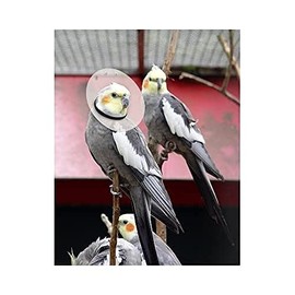KVP Bird E-Collar, 4.75-5.5"/10"
