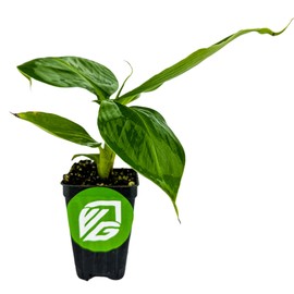 Truly Tiny Banana Live Plant - Musa 'Truly Tiny' by Wellspring Gardens - Petite Beauty, Edible Bananas, Red Variegation, Outdoor Banana Tree, Homegrown Edible Bananas - Starter Plant