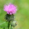 Nature's Answer | Milk Thistle, 2 000 Mg, 1 Oz