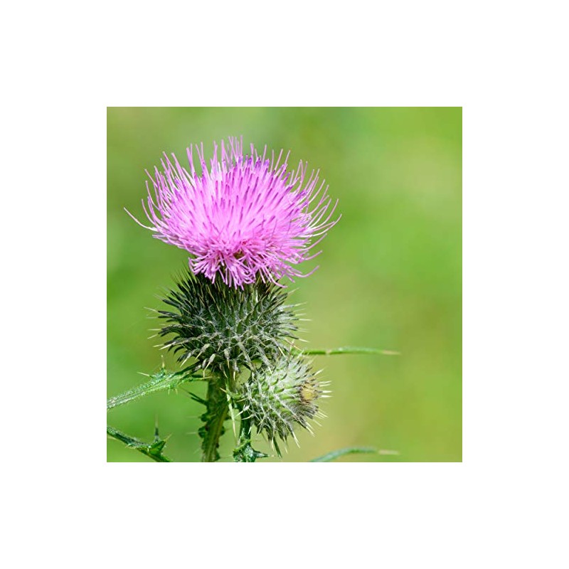 Nature's Answer | Milk Thistle, 2 000 Mg, 1 Oz