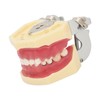 Periodontal Disease Teeth Resin Model Dental Demonstration Teeth Model for