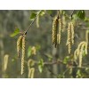 Buy Rare Seeds Betula pendula | European white birch |