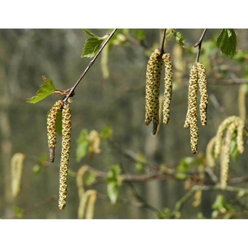 Buy Rare Seeds Betula pendula | European white birch |