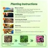 Outsidepride Mammoth Mix Verbena Seeds for Planting - 2000 Pcs.