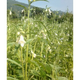 Buy Rare Seeds Sesamum indicum | Black Sesame Seed | 50_Seeds