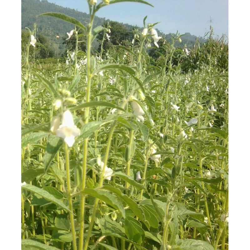 Buy Rare Seeds Sesamum indicum | Black Sesame Seed |