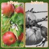 KYRGEU 2Pcs 8x8ft Fruit Tree Covers with Zipper and Drawstring,