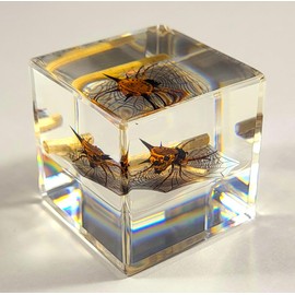 40mm Real Spiny Spider on Web Decor in Crystal Clear Lucite Resin Diorama Paperweight Specimen Preserved Insect Taxidermy Collection for Biology Science Education & Desk Ornament Display Supplies