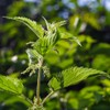 Alpi Nature Organic Nettle Tea 500g 1.1 lb, Dried and