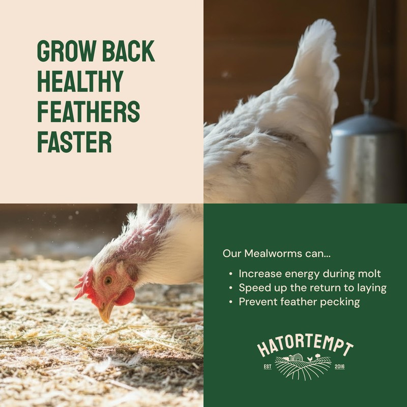 Hatortempt Dried Mealworms - 5 Lb, Non-GMO & Organic -