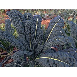 10 Types of Kale Seed Mix 500 Seeds for Planting Vates Blue Scotch, Dwarf Blue Scotch, Red Russian White Russian, Siberian, Dwarf Siberian, Ethiopain, Premier, Bayou and Tuscan Lacinato AKA Dino