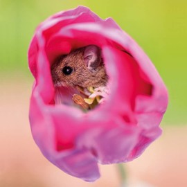 Abacus Cards Male/Female General Greeting Card - Harvest Mouse Inside Tulip Flower - Suitable for Birthdays and Other Occasions - The BBC Springwatch Range