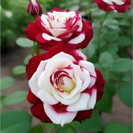 JQBay Unique Heirloom Twin Roses Seeds - 20pcs Non-GMO with Stunning Sunset