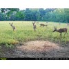 Power Munch | Deer Feed Supplement With Probiotics for Maximum
