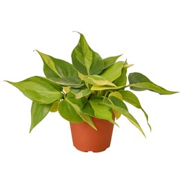 House Plant Shop | Philodendron 'Brasil' - 4" Pot | Live Indoor Plant | Easy to Care | Natural Décor Plant | Great Gifts| Free Care Guide