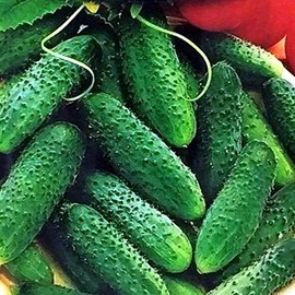 CEMEHA SEEDS - Cucumber Parisian Gherkin Open-Pollinated Pickling Non GMO Vegetable for Planting