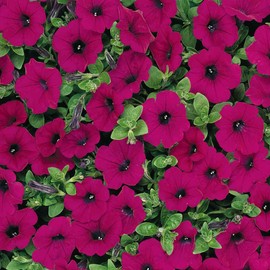 Outsidepride 15 Seeds Annual Spreading Purple Classic Wave Petunia Garden Flower Seeds for Planting