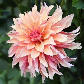 100+ Dahlia Labyrinth Flower Seeds - Exotic Labyrinth Dahlia Seeds Non-GMO Seeds for Planting
