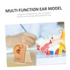 Baluue 3sets Decorative Ear Model for Jewelry Display Multi-function Earring