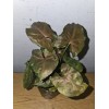anniestore2010 Syngonium Maria Live Plant In 4" Pot~Bronze Arrowhead Plant