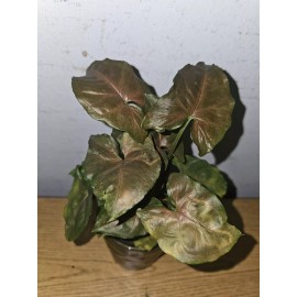 anniestore2010 Syngonium Maria Live Plant In 4" Pot~Bronze Arrowhead Plant