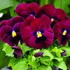 Viola Seeds Arkwright Ruby Viola Cornuta Pansies Red 40+ Seeds