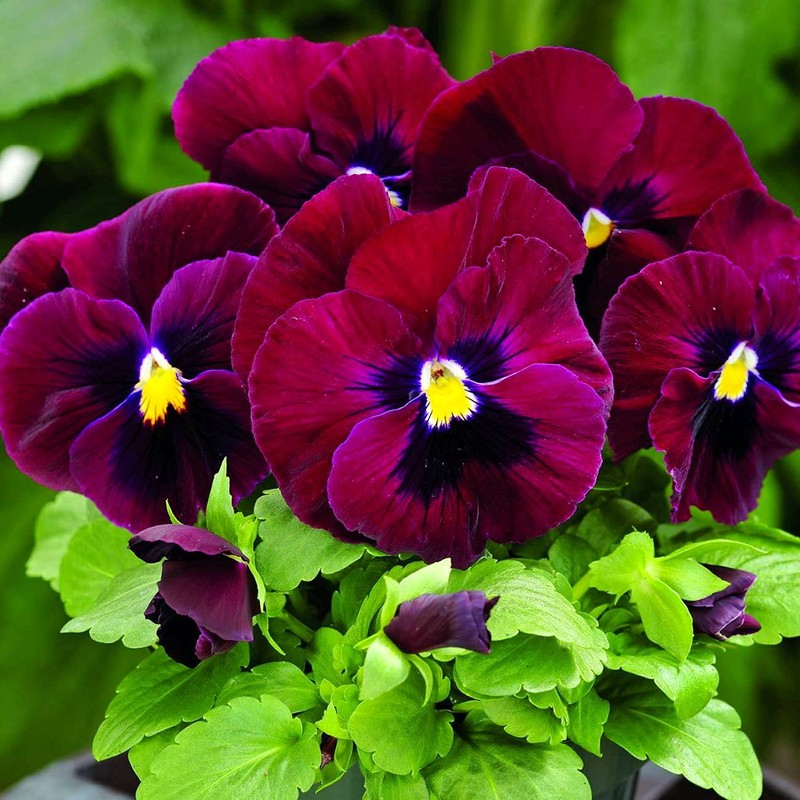Viola Seeds Arkwright Ruby Viola Cornuta Pansies Red 40+ Seeds