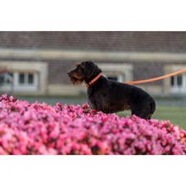 Adjustable Collar Reflective Neon Orange 40-55 cm