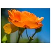 Will Davis Studios Orange Rose Against a Deep Blue Sky
