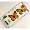 Lifecycle of a Butterfly in 6.3" Crystal Clear Lucite Resin