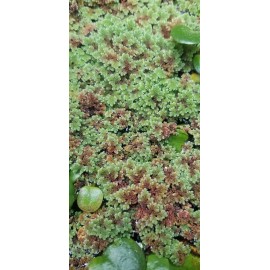 1 CUP of Live Azolla / Mosquito Fern - Aquarium and Pond Plant