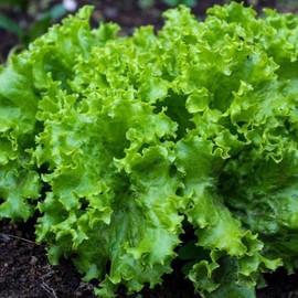 TomorrowSeeds - Black Seeded Simpson Green Leaf Lettuce Seeds - 1000+ Count - for 2025 Planting Green Leaf Lettuce Butterhead Romaine Cabbage Heirloom USA Garden Vegetable Salad Spinach Non-GMO